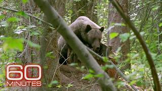 From 2020: The resurgence of grizzly bears in the U.S.