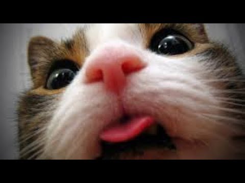 ➤Best Funny Animals Compilation 2018