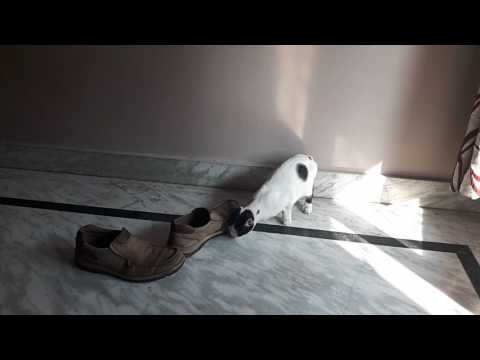 Cat vs shoes