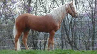 grupo laberinto el dorado