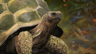 Heartwarming Tortoise Story