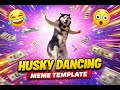 Husky Dancing Meme Template Download Link In Description