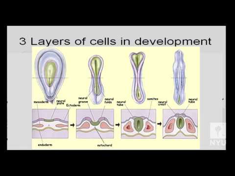 Brain and Behavior - Organization of the Brain and Nervous System