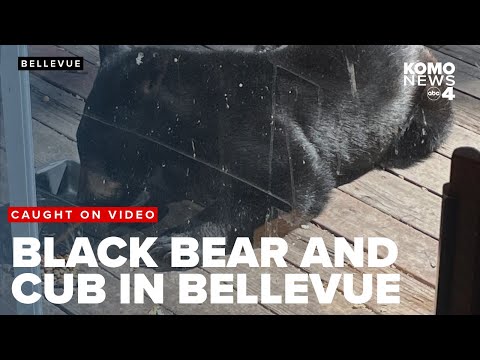 Bellevue man captures rare backyard encounter with mother black bear and cub on video