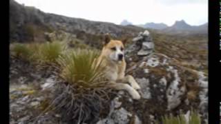 PICO EL LLANO 2012.wmv