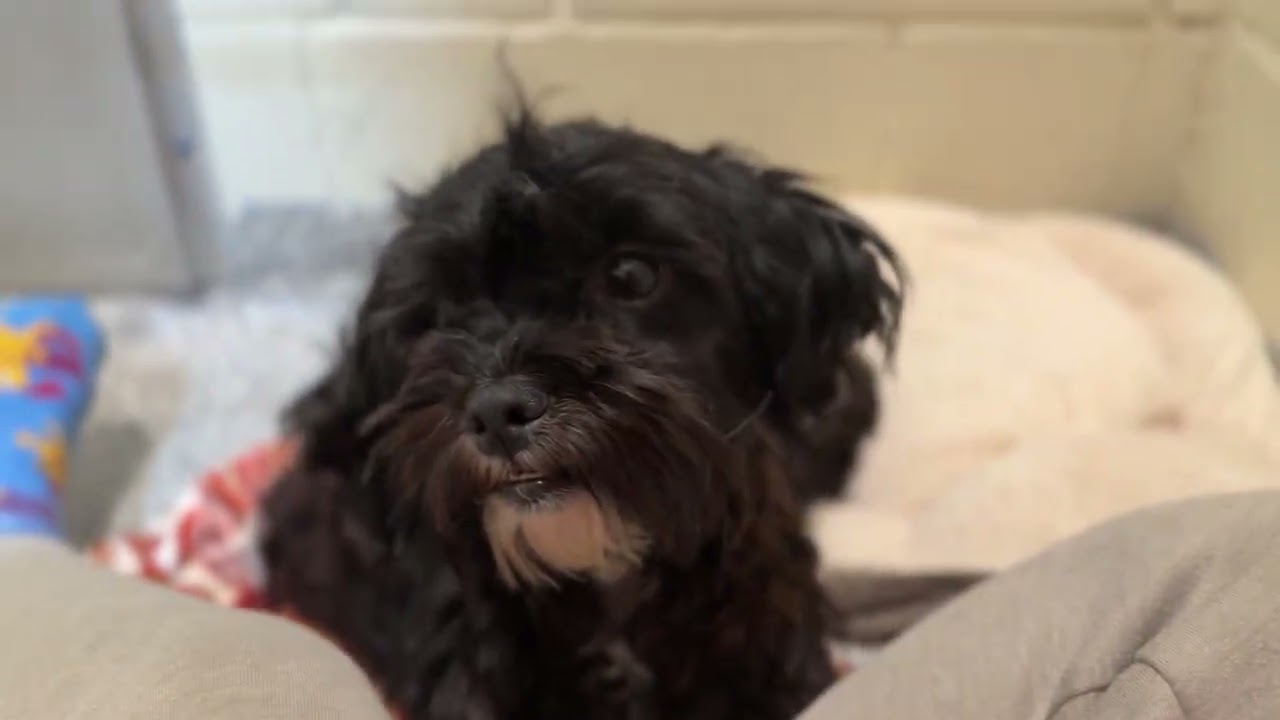 Enlarge Raven: The Crazy‑Haired Cuddle Queen, an adoptable mixed breed in Austin, TX video 2/4