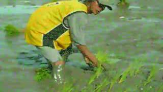 preview picture of video 'hand planting rice in Leyte'