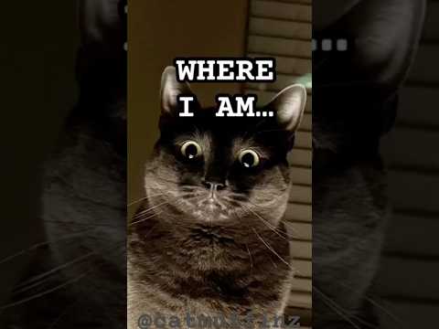 that was my dream 😴 #cat #catshorts #catmemes #shorts #ytshorts #funnymemes #memes #viralmemes