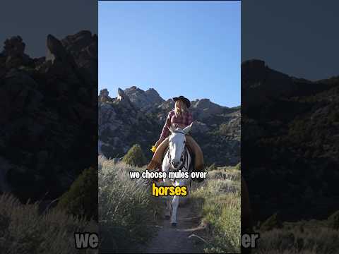 Top 3 Reasons To Ride Mules #horse #mule #equestrian