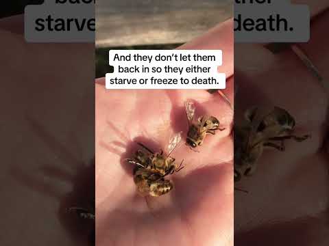 Male Bees Getting Evicted!