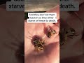 Male Bees Getting Evicted!