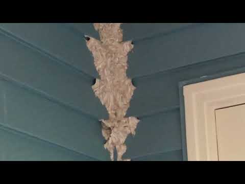 A Big Yellow Jackets Nest Poking Out of the Siding in Rumson, NJ