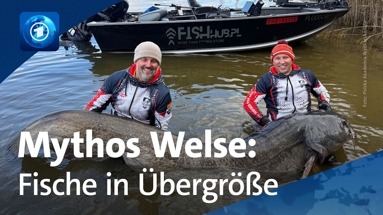 Polen: Wie fängt man einen Riesen-Wels?