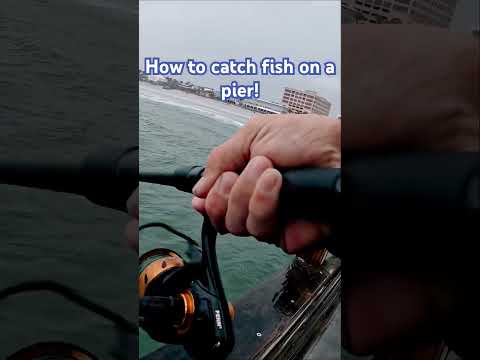 How to catch fish on a pier! #fishing #catchncook #subscribe #fish #saltwater #spanishmackerel