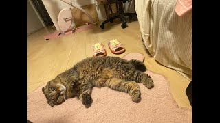 一瞬だけ、うりちゃんのおやすみなさい配信🌙