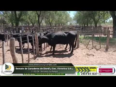 11-02-26 - Remate de Ganaderos de Elordi y Soc. Victorica S.R.L. - Victorica, La Pampa