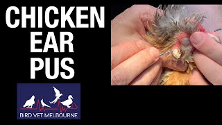 Chicken with Ear Infection.  Pus removal