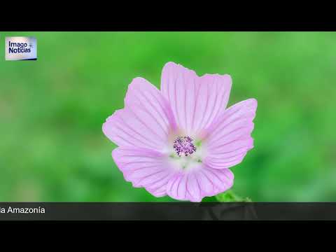 Imago — Todas las noticias