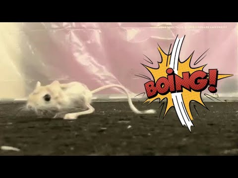 Jerboas with Cartoon Sound Effects