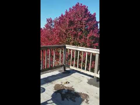 2842 St Paul Street - Video 2 of 2