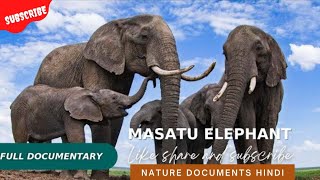 हाथियों के शांत जीवन की कठोर कहानी। Life of masatu Elephant|| Hindi Documentary