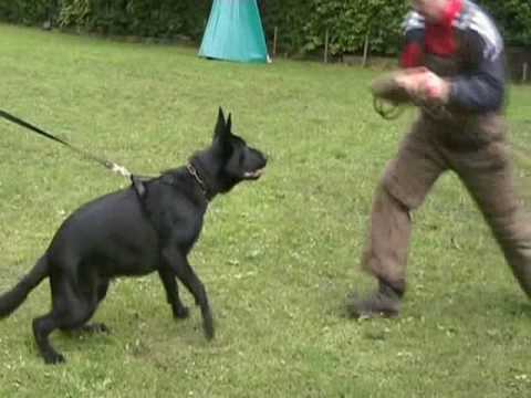 Fynn vom Schiffweiler Land.wmv