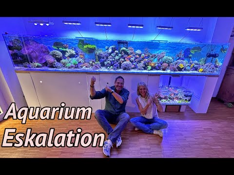 A natural 1800 liter SEAWATER aquarium in North Rhine-Westphalia | A visit to the mother of 1000 ...