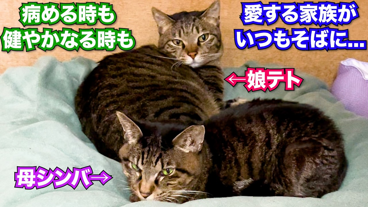 クールな女王猫シンバ病める時も健やかなる時も愛する家族がそばに... #猫 #元野良猫 #猫のいる暮らし #cat