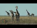 ¿Por qué tienen las jirafas el cuello largo?