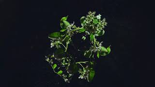 The Micronaut "Prism" (Official Video)