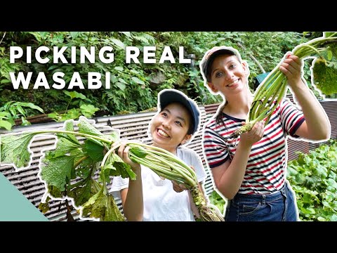 逃離城市，來到靜岡美麗的海濱城市! (Escaping the City to a BEAUTIFUL Seaside Town in Shizuoka!)