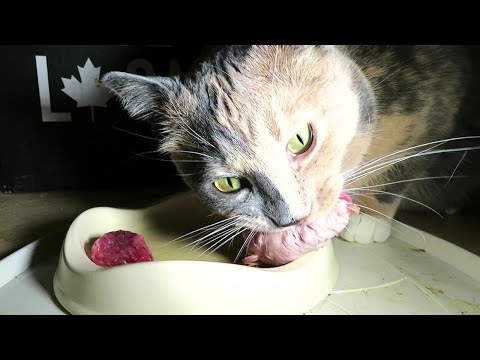 Can Cats eat Chicken Heads? | Feeding Gross Bits and Off Cuts (read description)