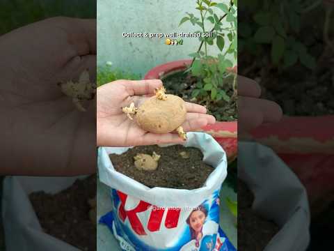 Thanks for 6L+views Grow potatoes at home #potato #shorts #terracegarden
