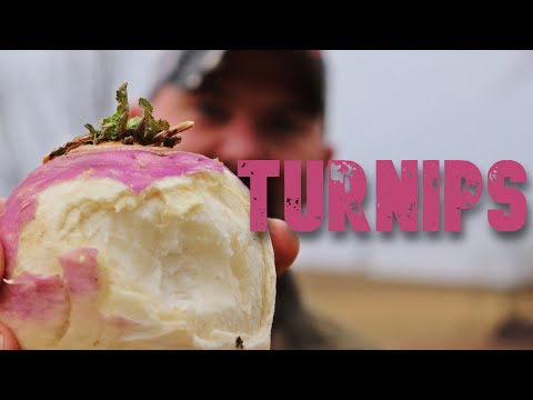 Turnips in 1/3 Acre Food Plot: For DEER or for ME ?