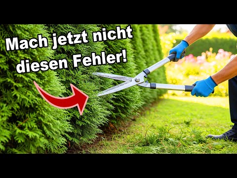 Thuja Hecke schneiden | Fast jeder macht jetzt diese Fehler!
