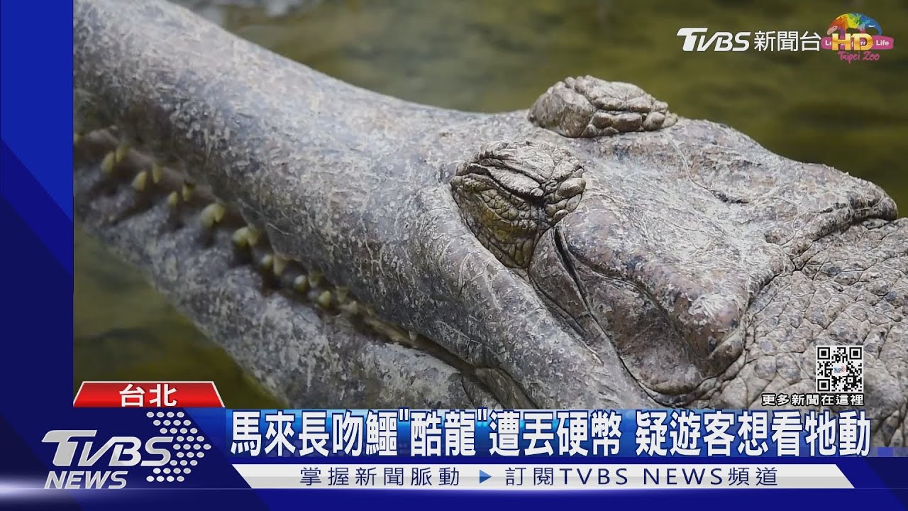馬來長吻鱷「酷龍」遭丟硬幣 疑遊客想看牠動