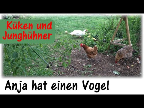 , title : 'Küken wachsen heran und die Junghühner werden größer und größer / Anja hat einen Vogel'