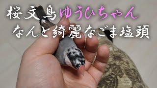 換羽を終えた桜文鳥のゆうひちゃん