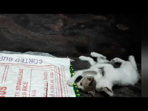 Cat's Funny Fight | Cats Short Video |