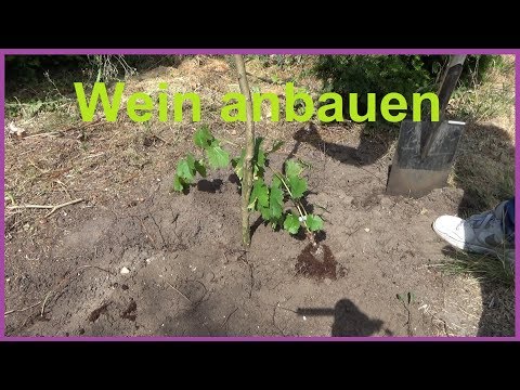 , title : 'Weinreben pflanzen im Garten Wein anbauen Weintrauben einpflanzen anbauen Standort'