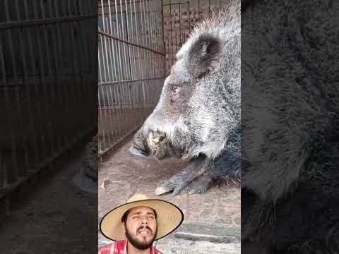 O Javali mais puro já capturado no Brasil