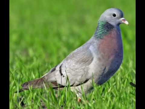 Stock Dove — Columba oenas