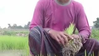 Download lagu Snack Video Story Dangdut Lucu 😂😂😂 mp3