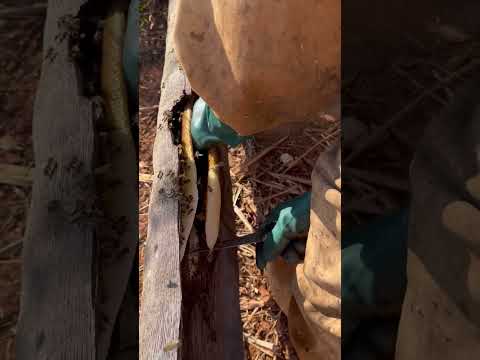 Vídeo Apicultura Borges