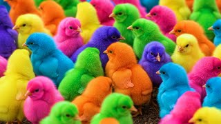 Download lagu Ayam Lucu, ayam warna warni, ayam rainbow, kelinci lucu, bebek lucu, ikan koi, Hewan Lucu mp3