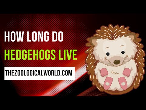 image-Do hedgehogs die easily?