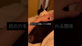 尻の穴を見せてくれる関係 #ボストンテリア