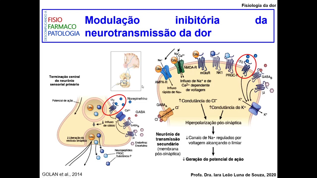 Modulação inibitória da neurotransmissão da dor