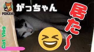 【CatsVlog】がっちゃん捜索「どこ～！」 #猫動画 #可愛い猫 #保護猫