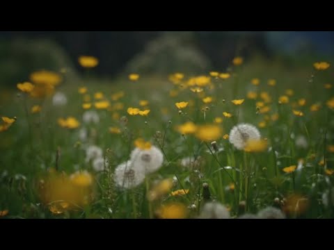 Pollen In Sacramento